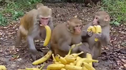 Realize banana freedom