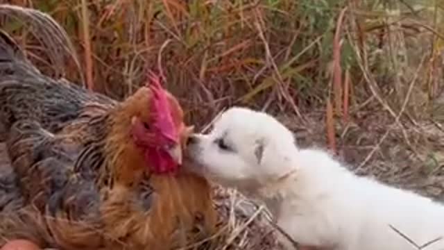 Cutest thing you will watch today