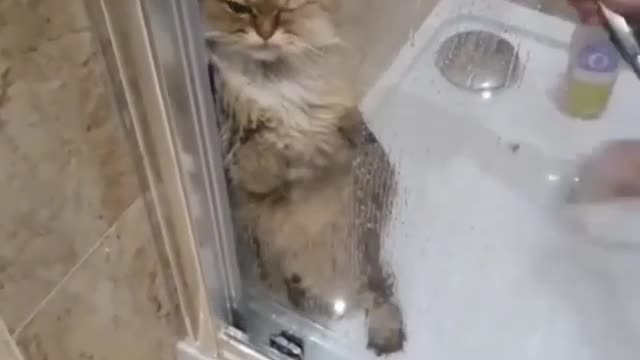 Cats Don't Like Bathing,