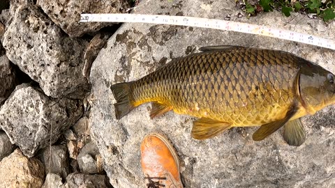 RARE BLACK Smallmouth Buffalo - TEXAS