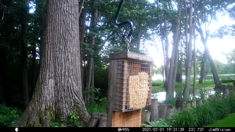 Hickory Creek - Red-Bellied Woodpecker