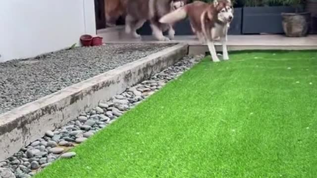 Funny cute Trained Dog family video 2022 ►Pls subscribe♥Comment♥♥