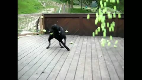 Dogs dream came for tennis ball jumped funny