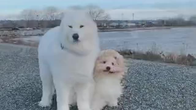 Ultimate_Baby_Dogs_-_Cute_and_Funny_Dog_Videos_Compilation