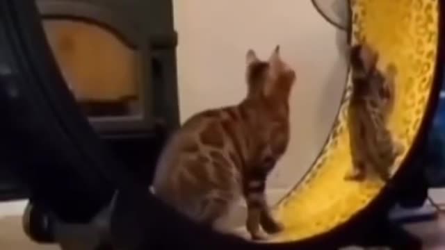 funny animals