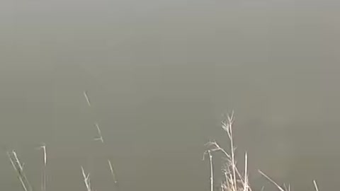 feeding the giant pirarucú fish - Brazil