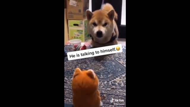 cute and funny pet videos