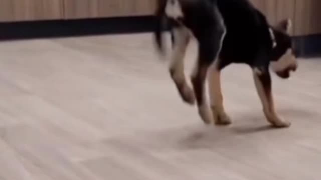 Dogs Funy Dance #funny dog videos