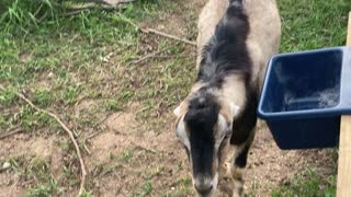 Boy Goats Like the Girls 10.2021