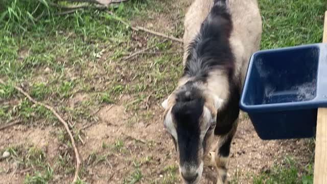 Boy GOATS Like the Girls 10.2021