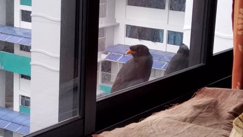 Birds taking shelter from the rain