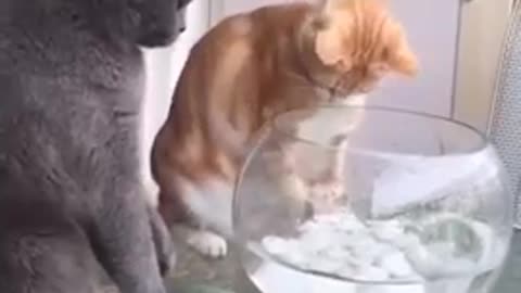 Cats and dogs funny videos