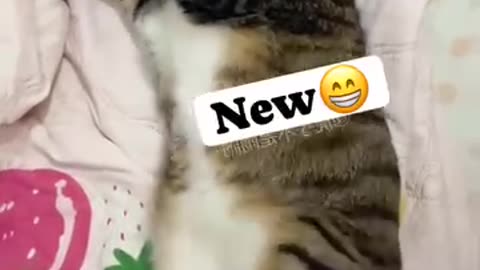 Cat funny video