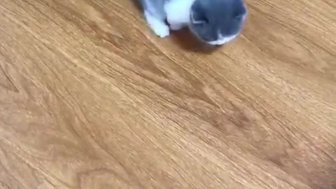 kitten play innocent cute