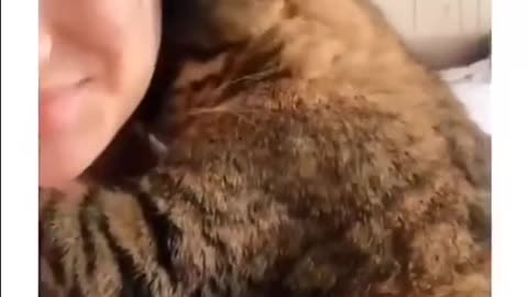 Cat love.