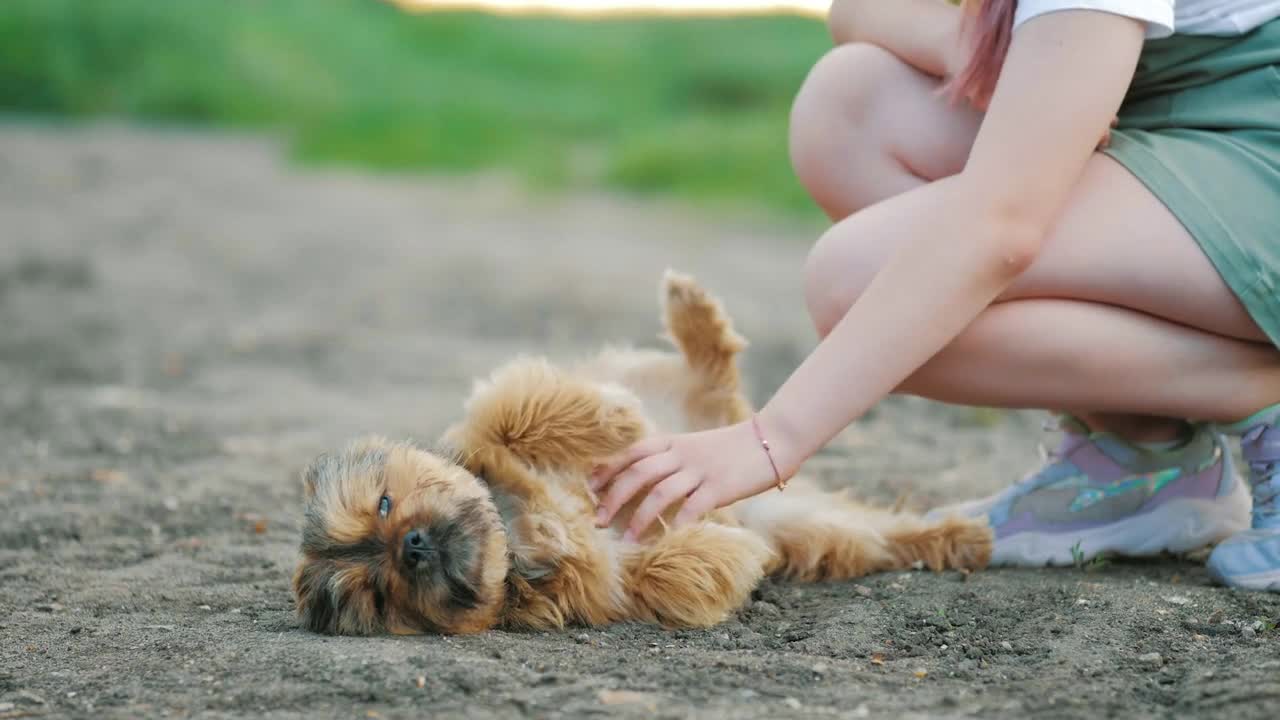 Happy girl play with little puppy. Small dog in arms girl child. Walks in park with dog at sunset