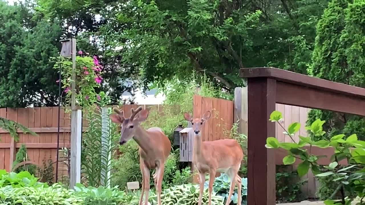 Back yard Hosta munchers