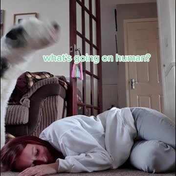 Pass out in front of your dogs