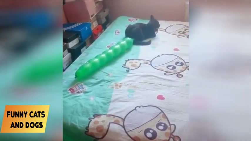 Cats funny reaction to toys