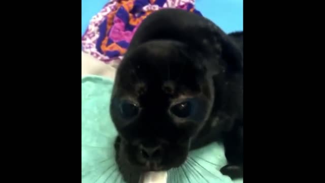 The seal eats