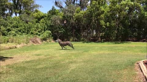 Zebra on the Loose