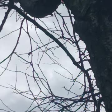 Woodpecker in winter