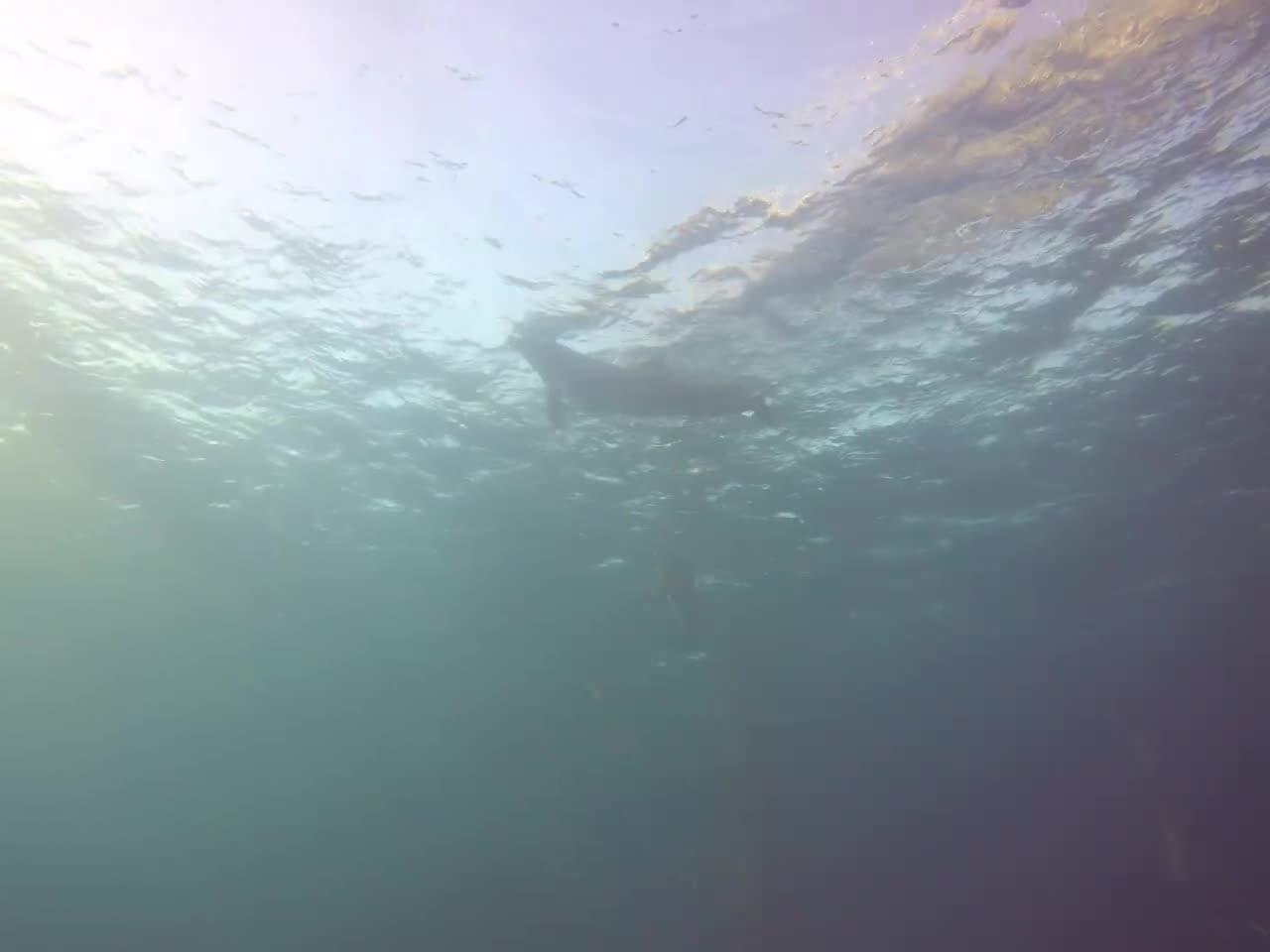 Dolphins swimming in the Red Sea, Eilat Israel 3