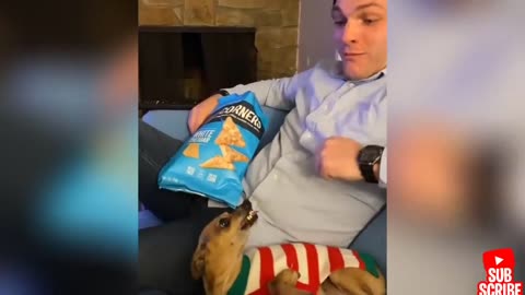 Angry - Funny Dogs And Cats of TikTok 😮 - angry Pet videos 😱
