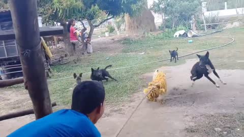 dogs frighten with this prank Part 2