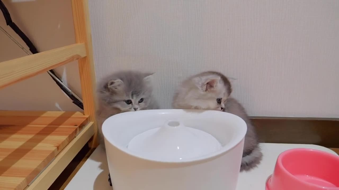 If you pet a kitten, it will do some amazing things.