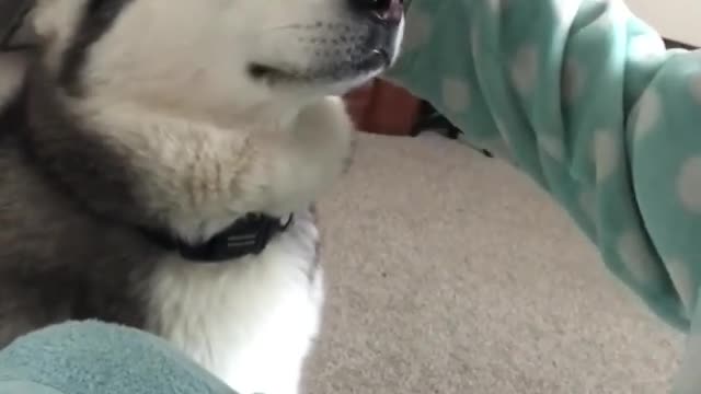 Funny and smart dog 4
