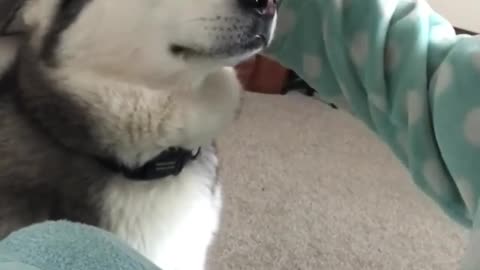 Funny and smart dog 4