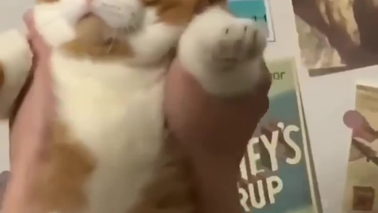 #funny #pet #animals #funnyanimals #fyp #funnycat #funnypet #funnyvideos #foryou