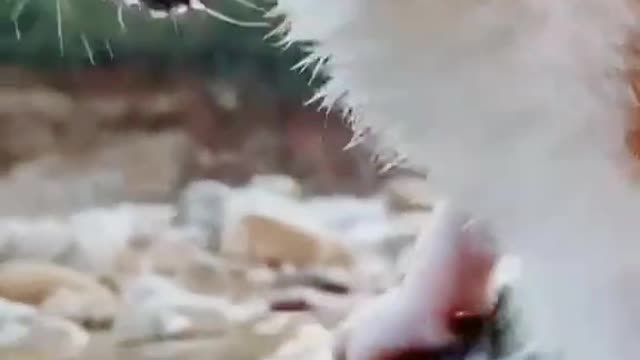 Animal#viralanimals#please#animals#foryoupage #psvines1 #🔥🔥