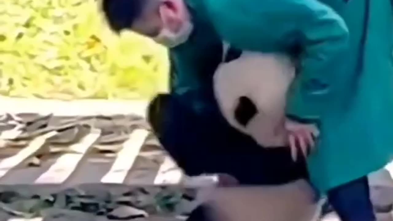 Funny Panda gets taken care 😂