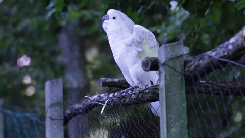 Dancing Cute White Parrot