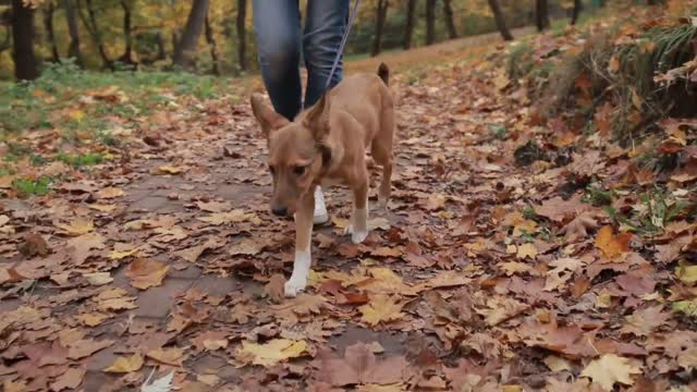 🐕 Basic Dog Training – TOP 10 Essential Commands Every Dog you Should Know!