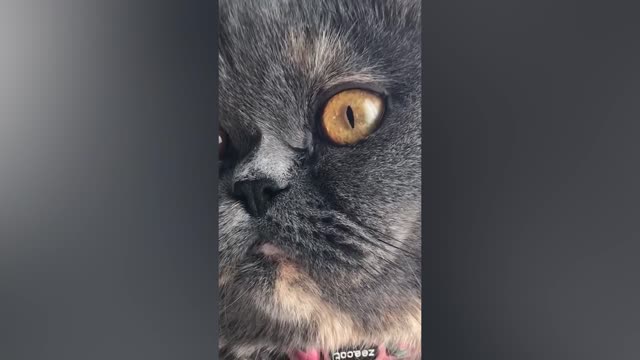 Confused Cat is Adorable | Funny Pet Videos