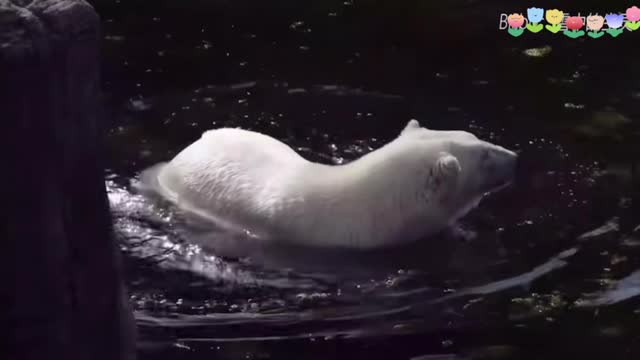 Big white hamster swimming in the water, so cute