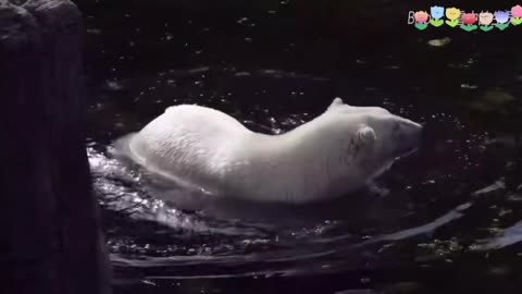 Big white hamster swimming in the water, so cute