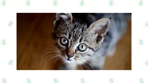 Basic Cat Training Tips
