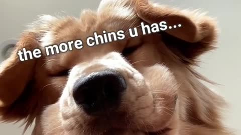 The fat dog is wondering
