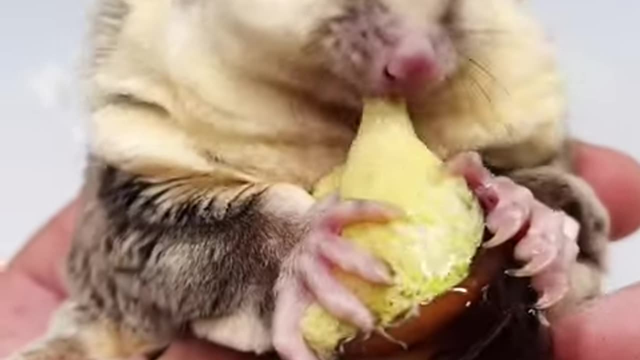 Animal ASMR MUKBANG ｜ Sugar Glider ASMR Eating #shorts #sugargliderasmr #sugarglider