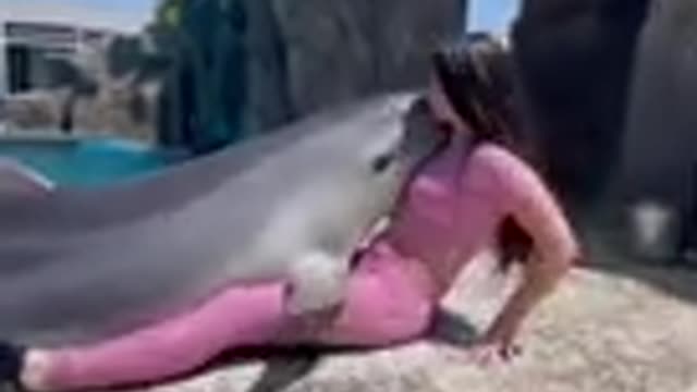 Dolphine video