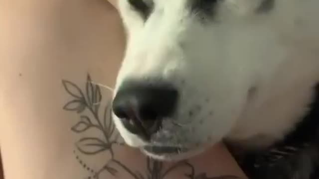 Dog have conversation with human
