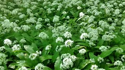 Spring is coming Ramsons