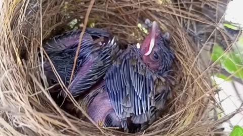 Cute babies of birds