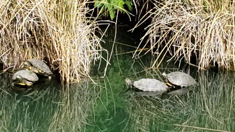 Turtles and Ducks