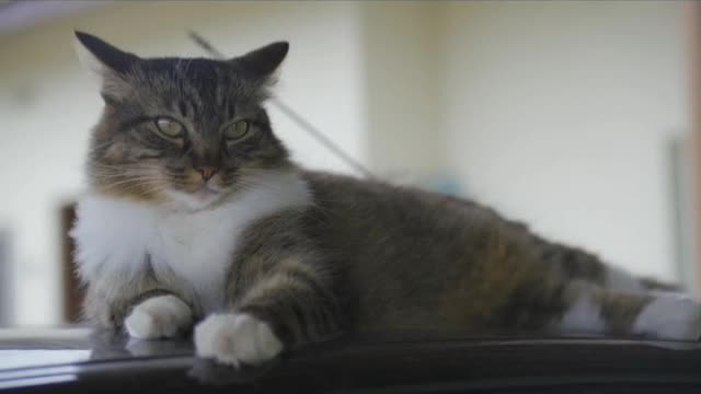 The most funny cat funny video sense...😺😺😺😺😺😚😚😚😚😍😍😍😆😆😘😘😘