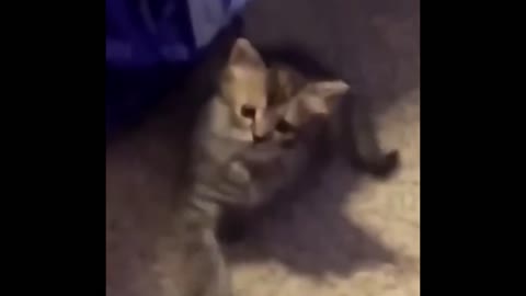 Cats imitating human movements